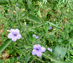Ruellia paniculata