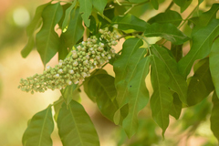 Talisia esculenta