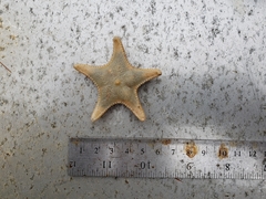 Ctenodiscus crispatus