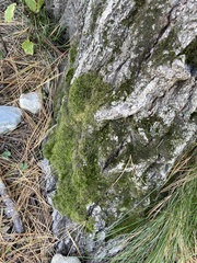 Dicranum montanum
