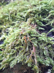 Hypnum cupressiforme