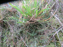 Asplenium flabellifolium