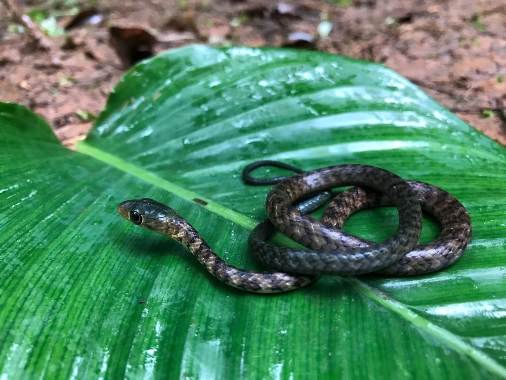 Thirteen-Scaled Green Snake