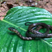 Thirteen-scaled Green Snake - Photo (c) John Sullivan, some rights reserved (CC BY-NC), uploaded by John Sullivan