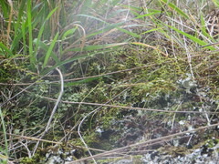 Asplenium flabellifolium