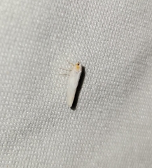 Neocenchrea heidemanni