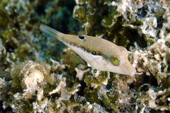 Canthigaster bennetti