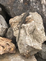 Teira dugesii dugesii