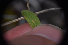 Puccinia