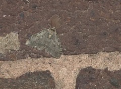 Epirrita dilutata