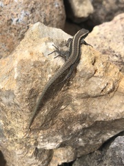Teira dugesii dugesii