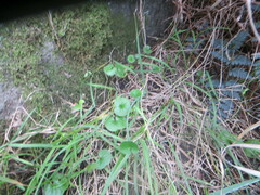 Dichondra repens