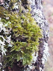 Hypnum cupressiforme