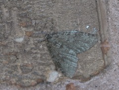 Epirrita dilutata