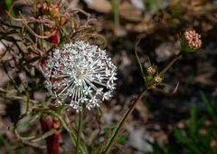 Trachymene composita