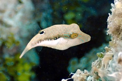 Canthigaster bennetti