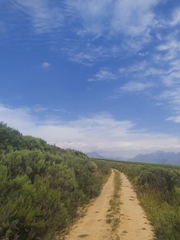 Dicerothamnus rhinocerotis