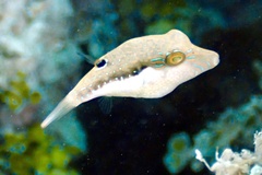 Canthigaster bennetti