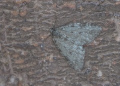 Epirrita dilutata
