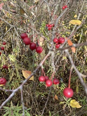 Malus toringo
