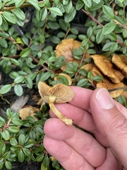 Gymnopilus