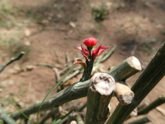 Euphorbia tithymaloides image