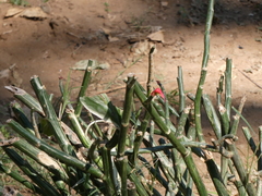 Euphorbia tithymaloides image