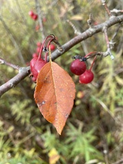 Malus toringo