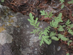 Brassicaceae