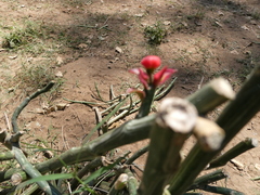 Euphorbia tithymaloides image