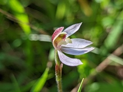 Caladenia prolata