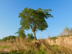Albizia inundata