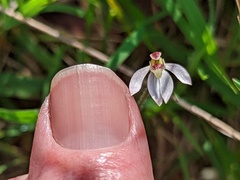 Caladenia prolata