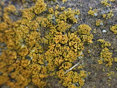 Xanthomendoza
