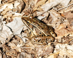 Lithobates kauffeldi
