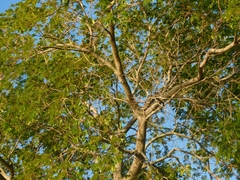 Albizia inundata