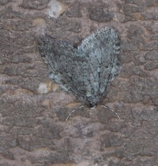 Epirrita dilutata