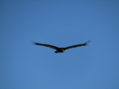 Cathartes aura septentrionalis