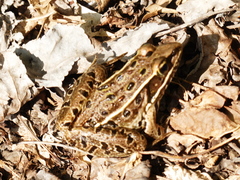 Lithobates kauffeldi