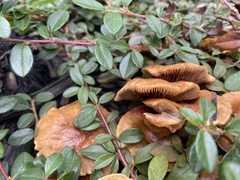 Gymnopilus