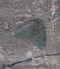 Epirrita dilutata