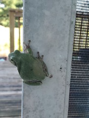 Hyla versicolor