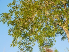 Albizia inundata