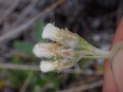 Antennaria