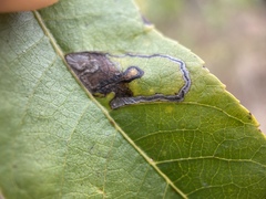 Stigmella longisacca