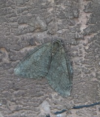 Epirrita dilutata