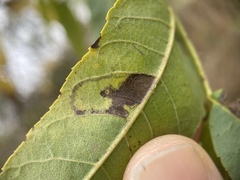 Stigmella longisacca