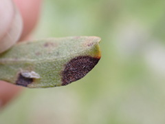 Phytomyza minuscula group