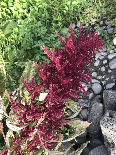 Amaranthus hybridus image