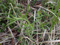 Galium boreale